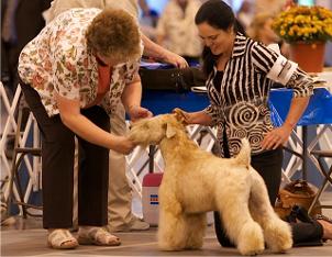 Beau at Greeley Specialty, 2013